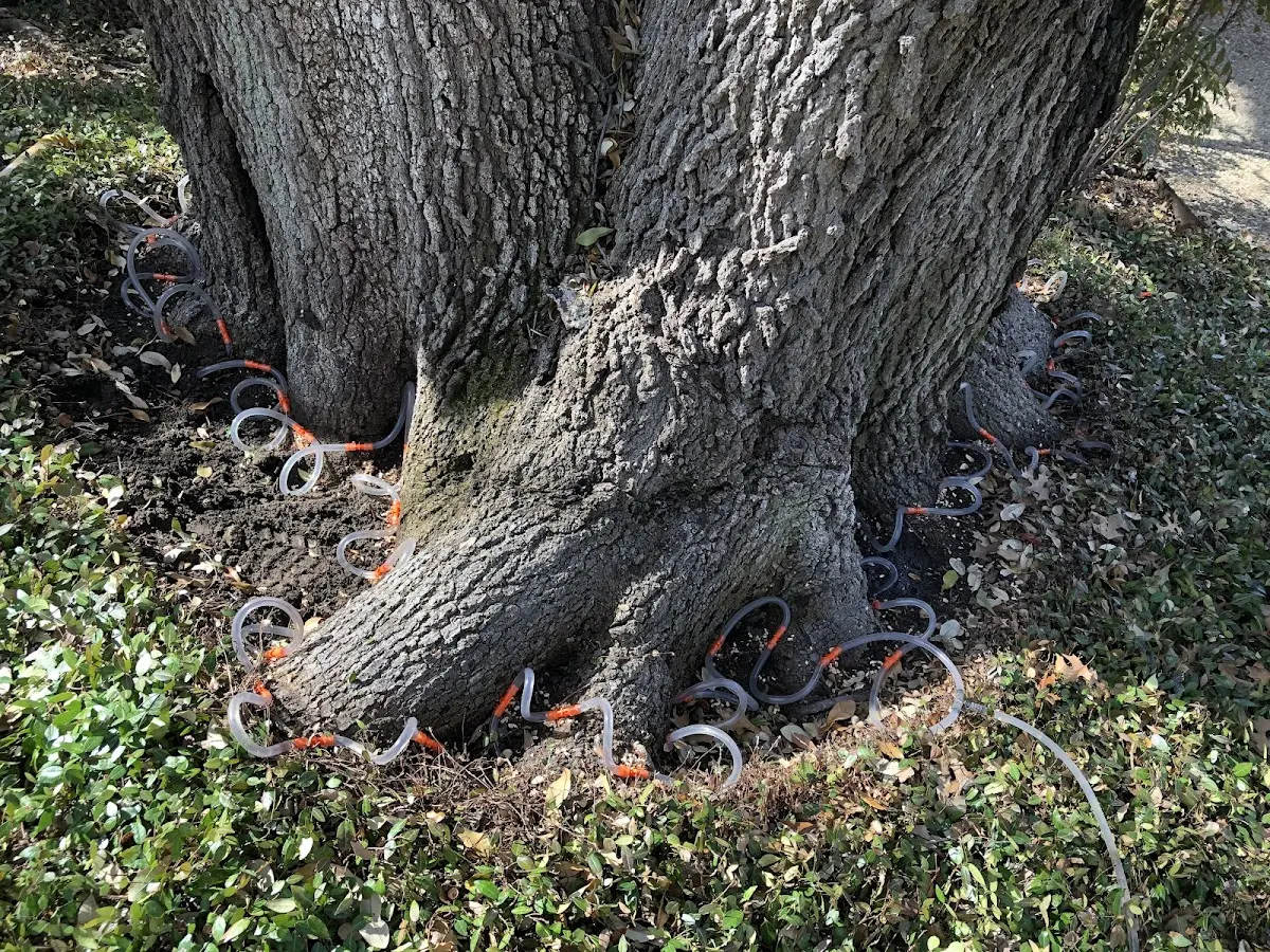 Detailed Tree Cabling and Bracing job site in Richmondville